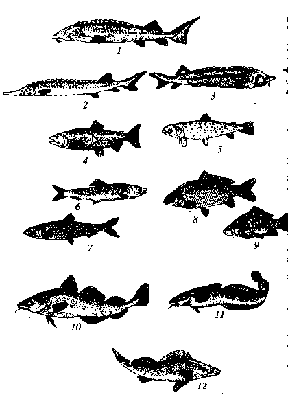 Семейство Осетровых Рыб Фото
